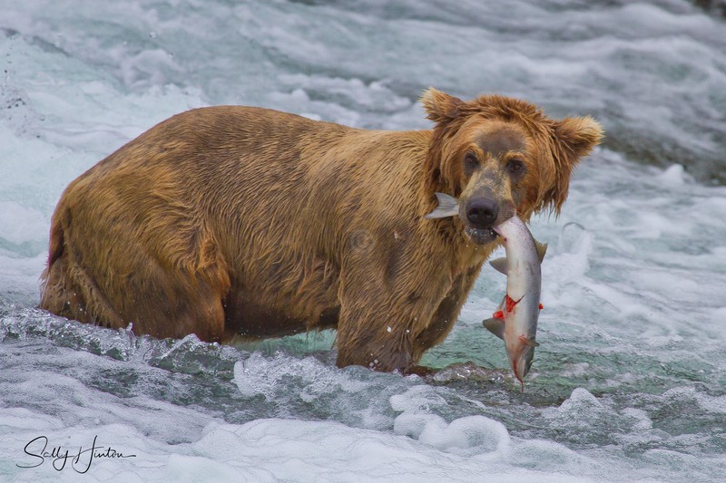 Bear with Fish 3