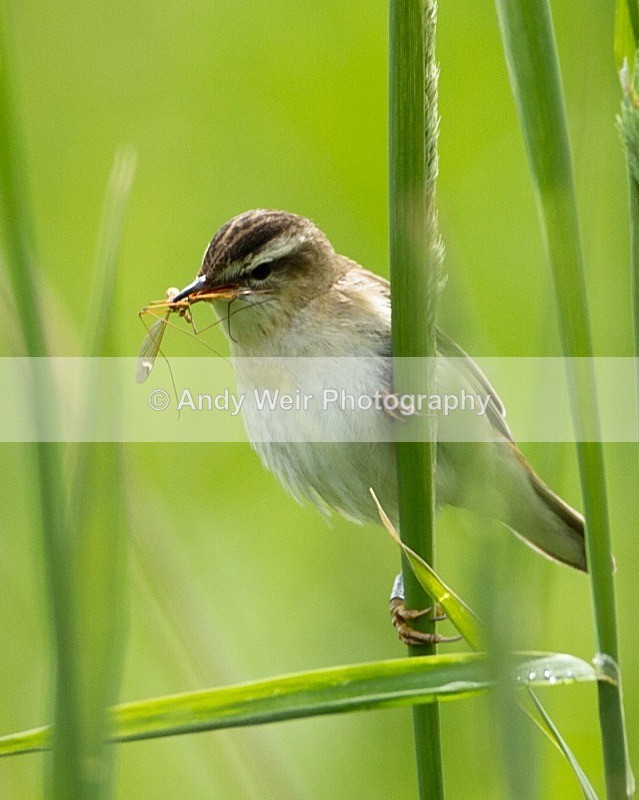 20110618-IMG_6011 - Sedge Warbler