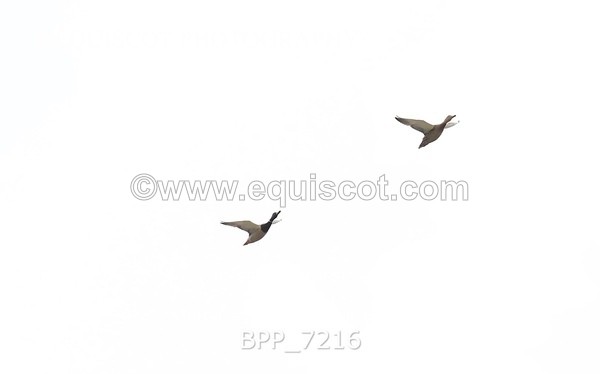 BPP_7216 - RING 1  (RIDDEN HORSES / IN HAND / VETERAN ETC)