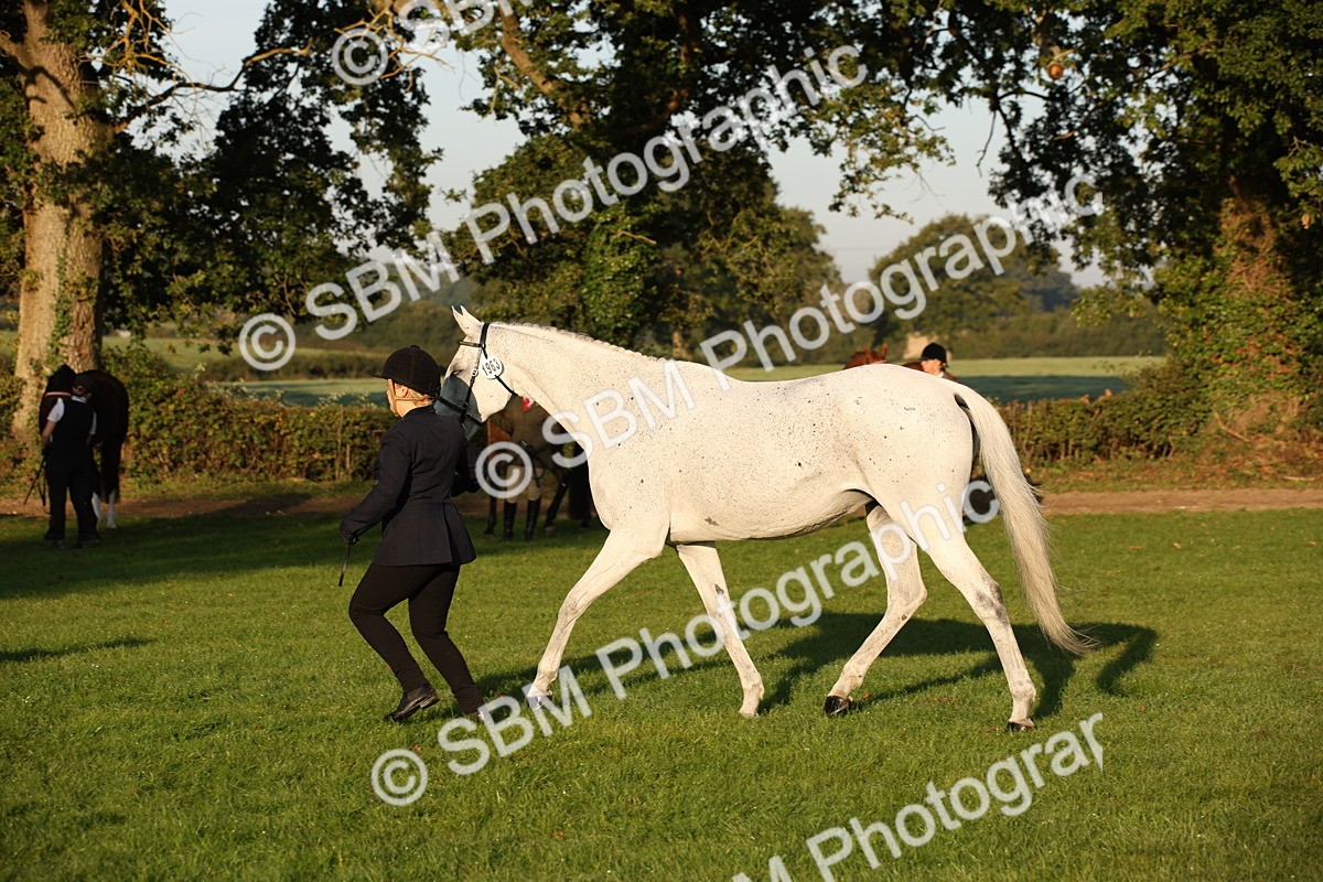 SBM_56909 - S49 - Riding Horse & Hack & Thoroughbred In Hand