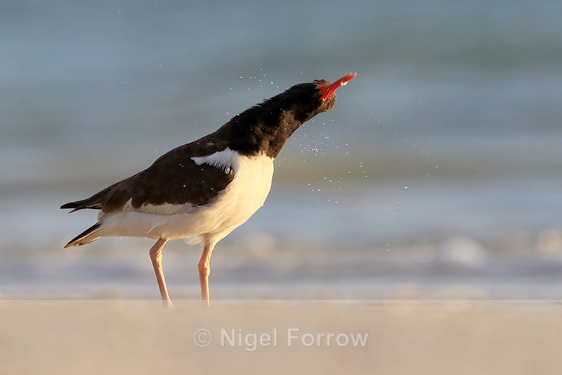 American Oystercatcher shaking head, Fort De Soto Park, Florida - American Oystercatcher
