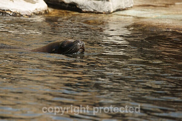 Patagonian sea lions - Other Wildlife Species