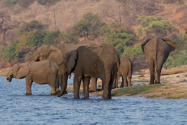  - African Journey