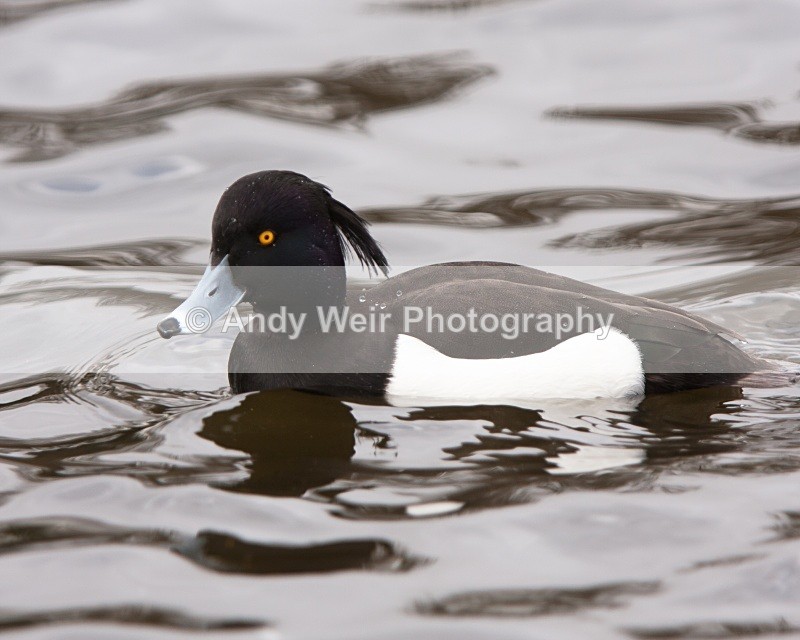 20100314-022 - Tufted Duck