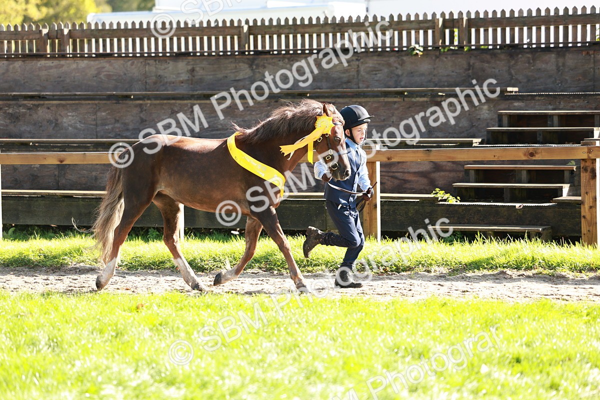 SBM_42106 - S32 - Mountain & Moorland Working Hunter Pony