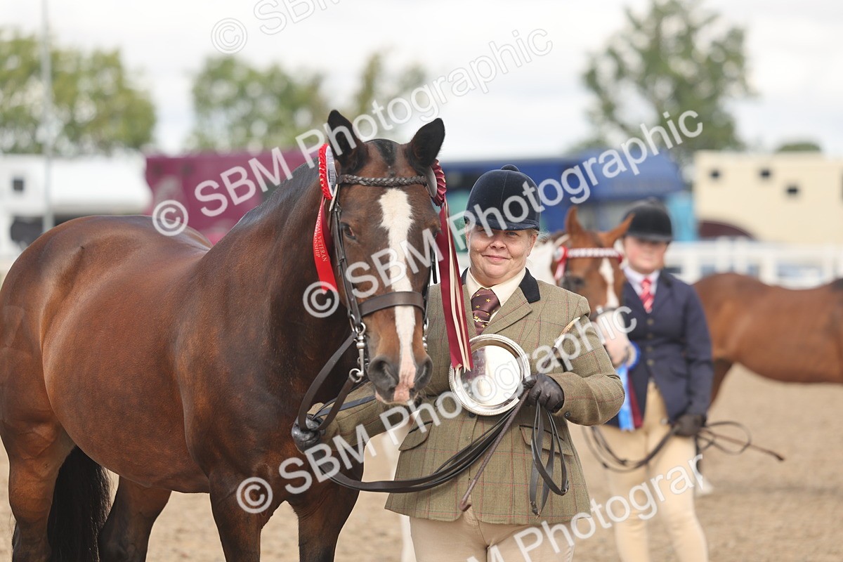 SBM_04382 - Class 17 - Prettiest Mare (IH or Ridden)