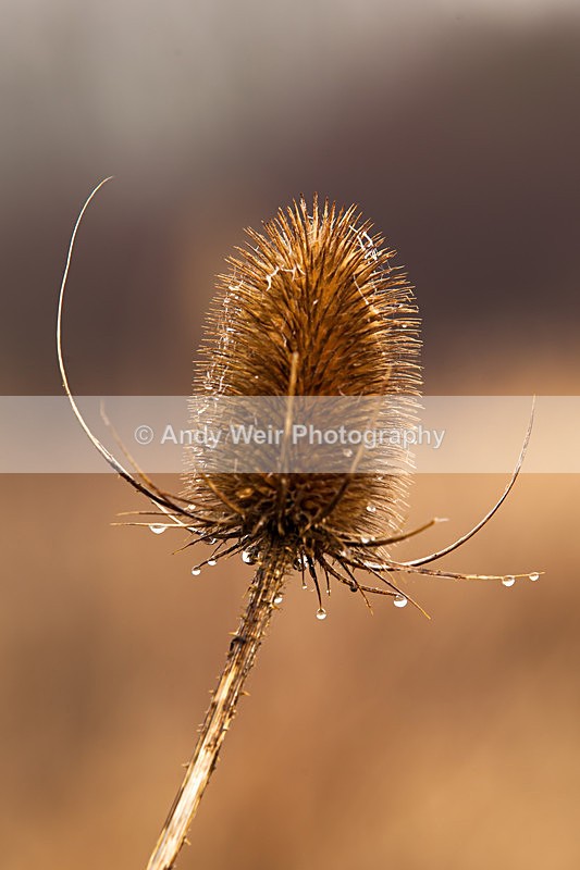 20130113-_MG_1432 - Plants and Flowers