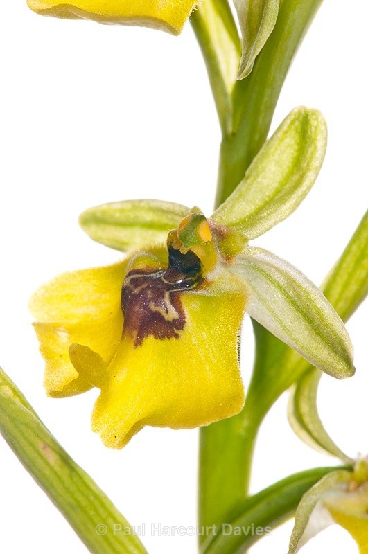  - WB: Orchids - Ophrys