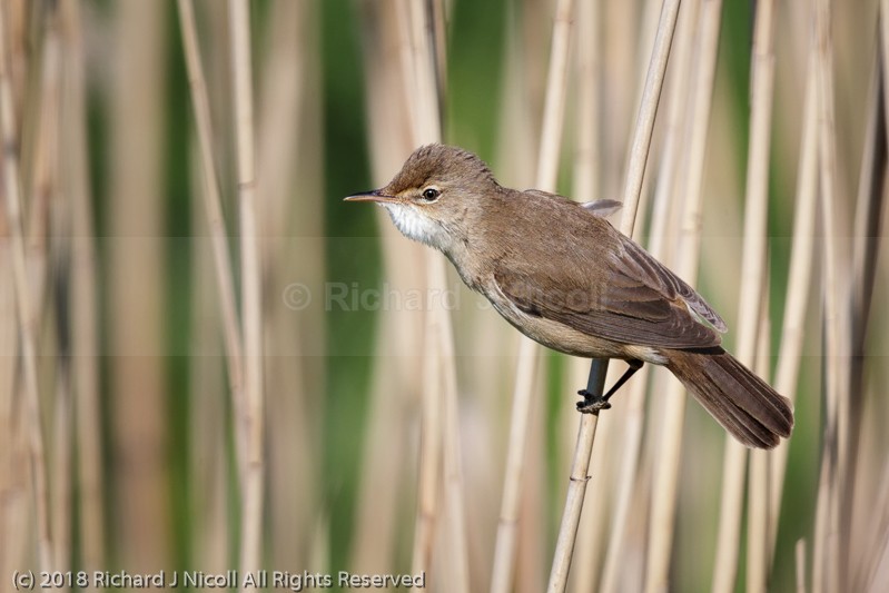 Reed Warbler (Acrocephalus scirpaceus) - Reed Warbler (Acrocephalus scirpaceus)