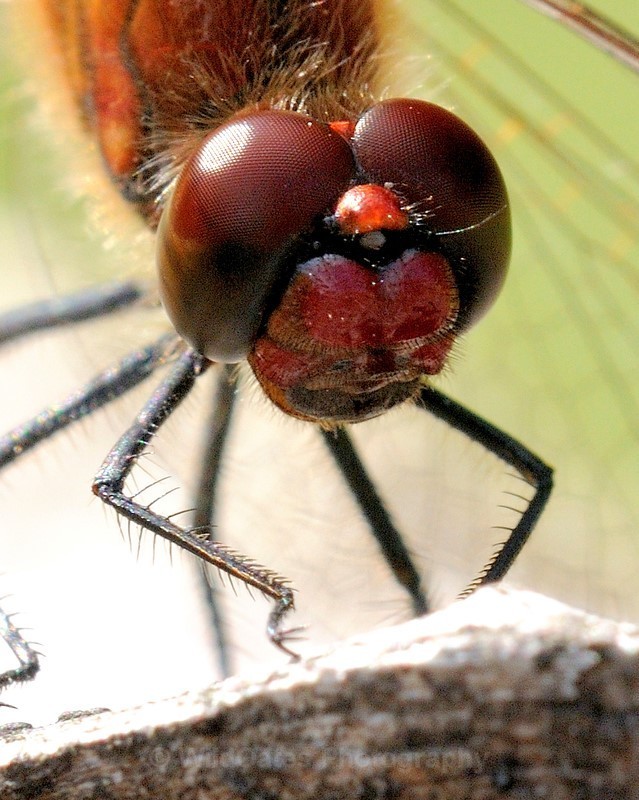 2011-09-03-14-06-50 NIKON D300 180mm f13 1-200 iso400_254 - Insects, Dragon Flies, Bugs and Plants