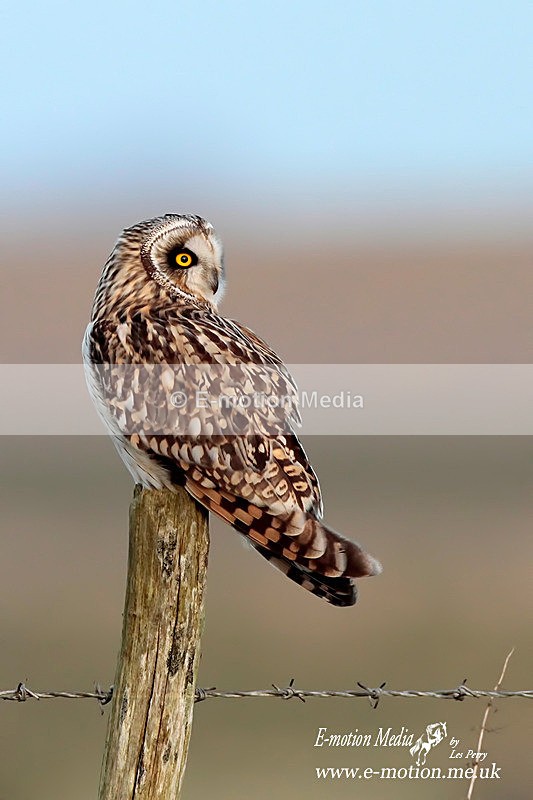 short eared owl 280112  41 - Nature