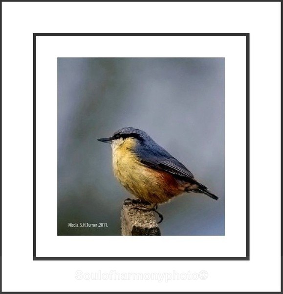 Nut Hatch - Wildlife Wildlife