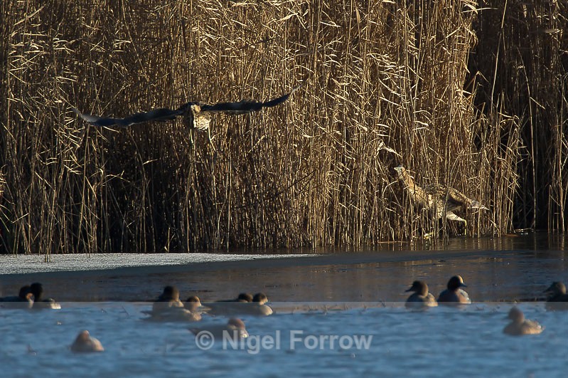 Bittern lifts off when another gets close - Bittern