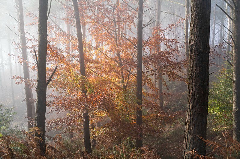 Autumn woodland light