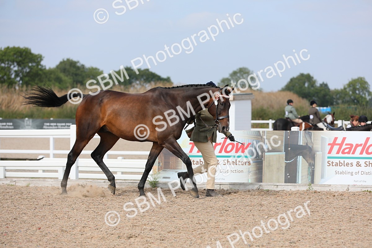 SBM_15905 - Class 313 IH Retired Racehorse