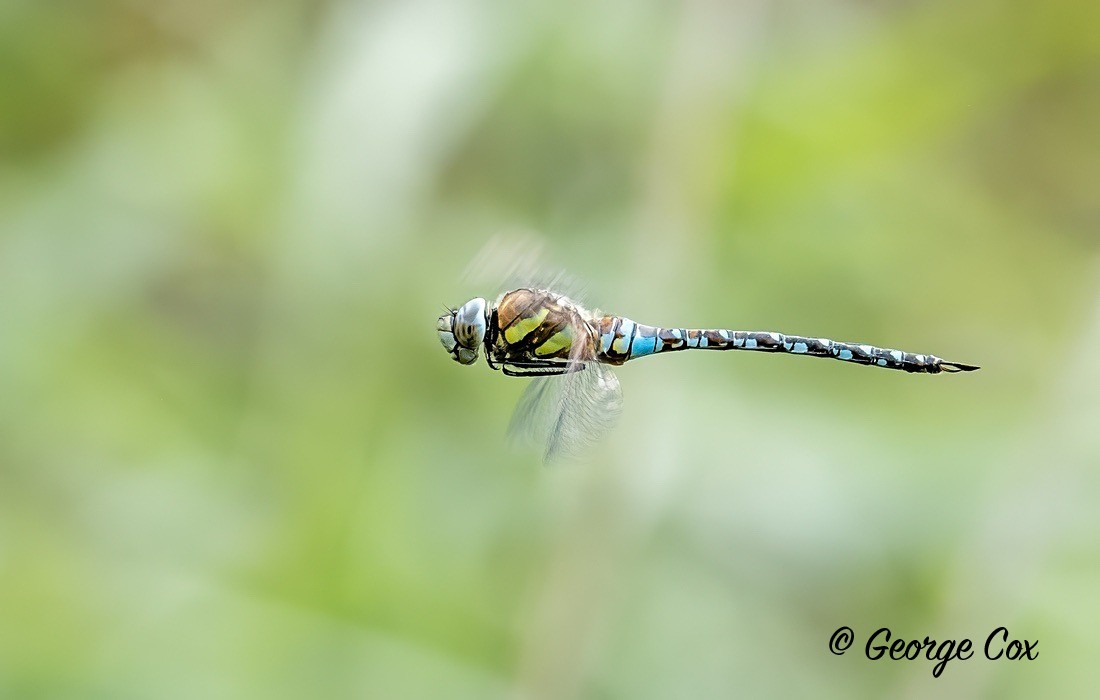 Migrant Hawker - Aeshna mixta