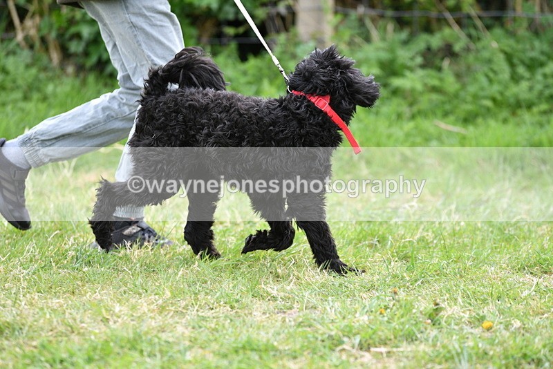 WJ5_9160 - Class 1 Best Cross Breed / Heniz 57