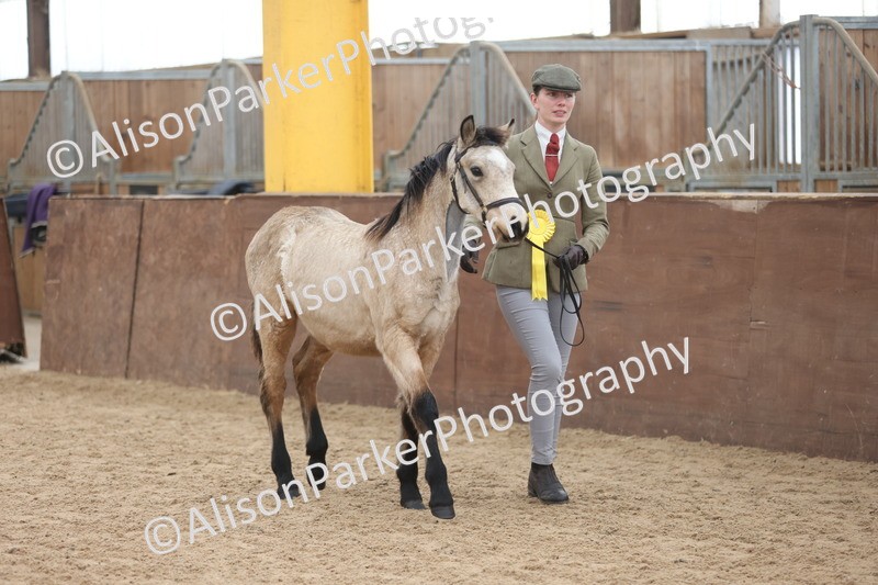 20251109-0821 - Class 24 - Foals