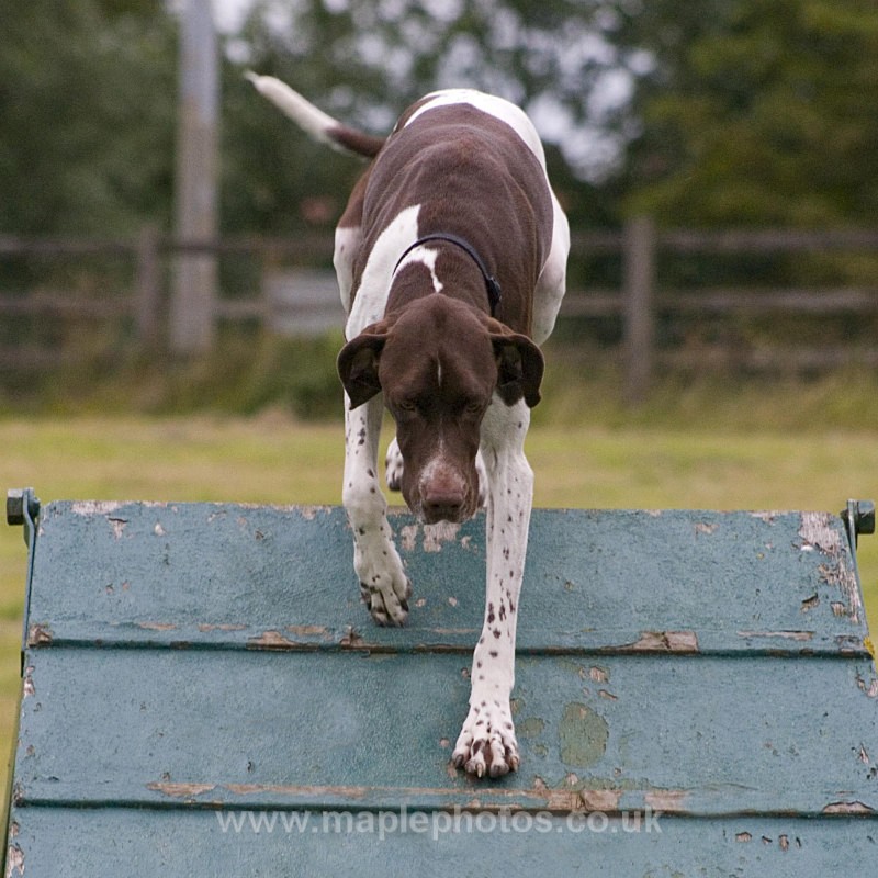 Pointer on the A Frame - Dogs!