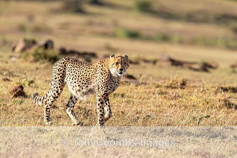 Cheetah - Mara North ~ Cats