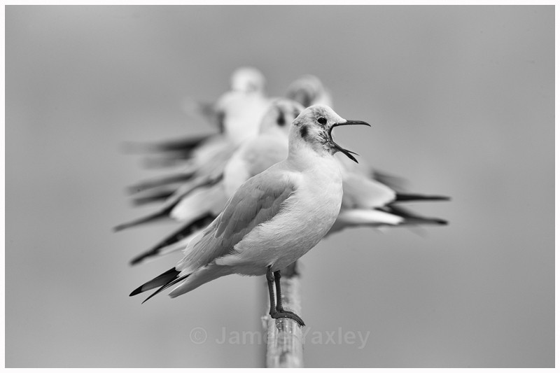 Yawning Gull - Nature in Black & White