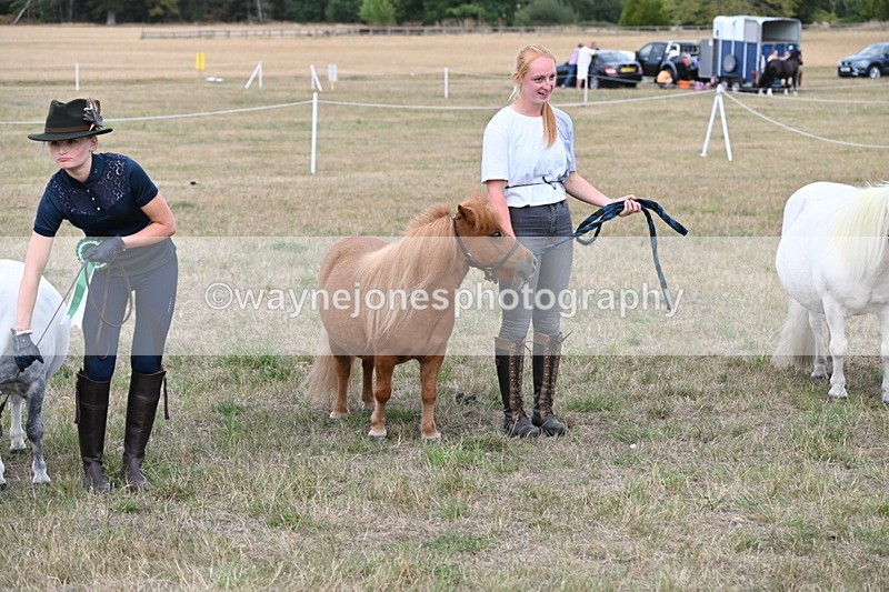 WJ6_7158 - Class 21 Shetland & Mini Horses