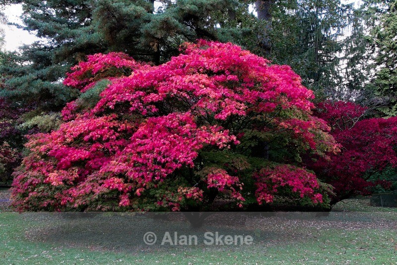 DSC05815 - Flora