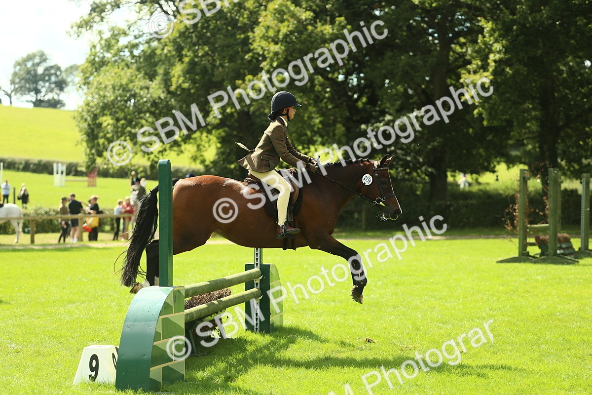SBM_44601 - S31 - Working Hunter Pony
