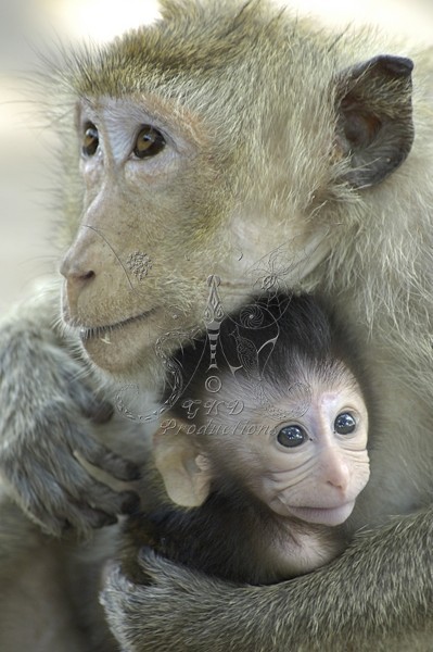 Macaque Monkeys - Thailand - ANIMALS
