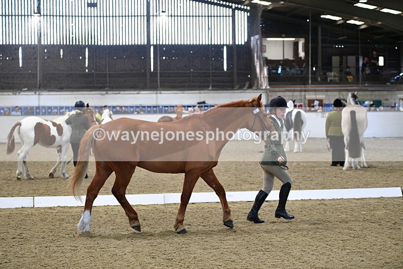 WJ5_3677 - Class 5 In Hand Veterans