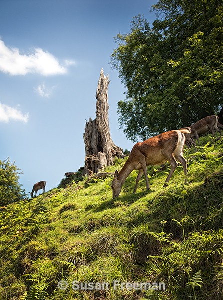 Red Deer - Other Animals