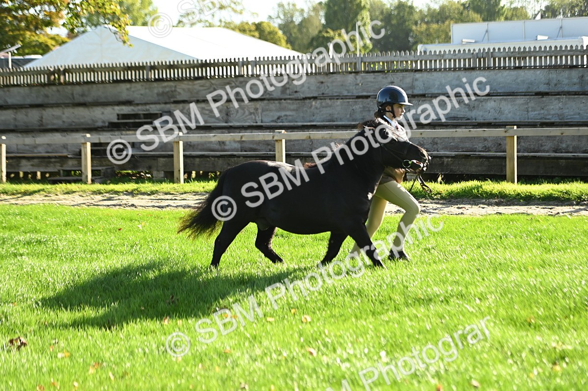 SBM_14756 - S1 - TSR in Hand Horse & Pony Showing