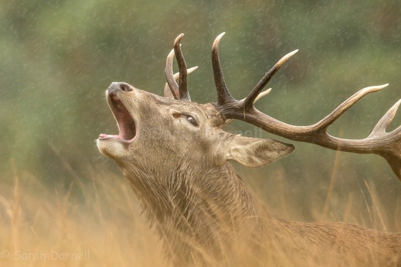 RD06 - Deer for Graham