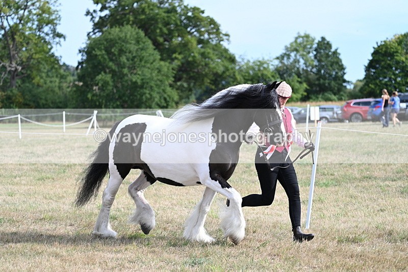 WJ7_8110 - In-hand Championship