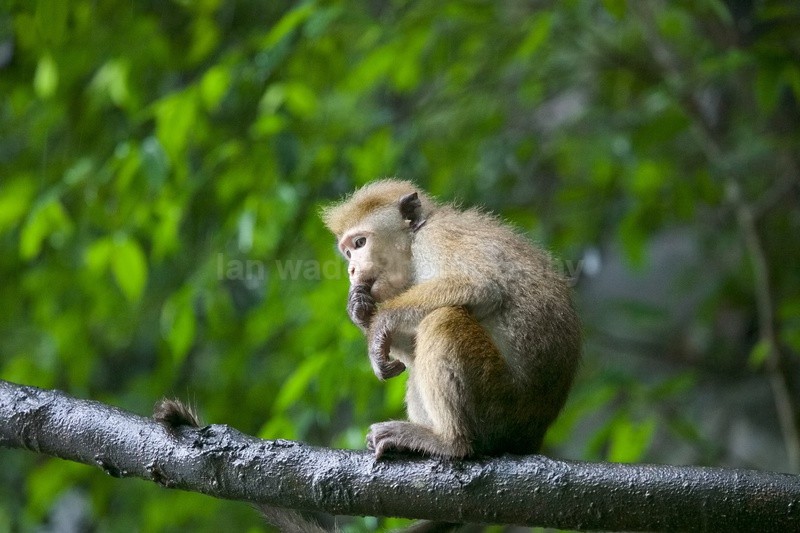  - Sri Lanka wildlife, people & places