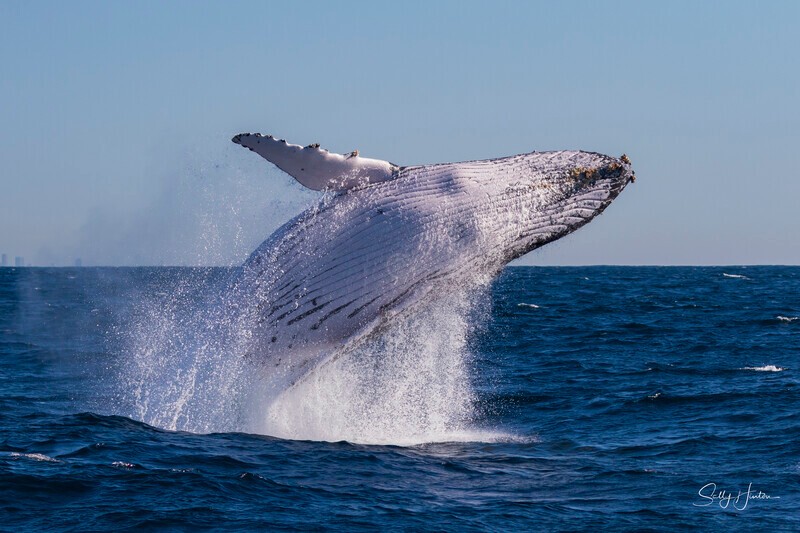 0A3A3848. Humpback Breach 17 - 2026 Whales