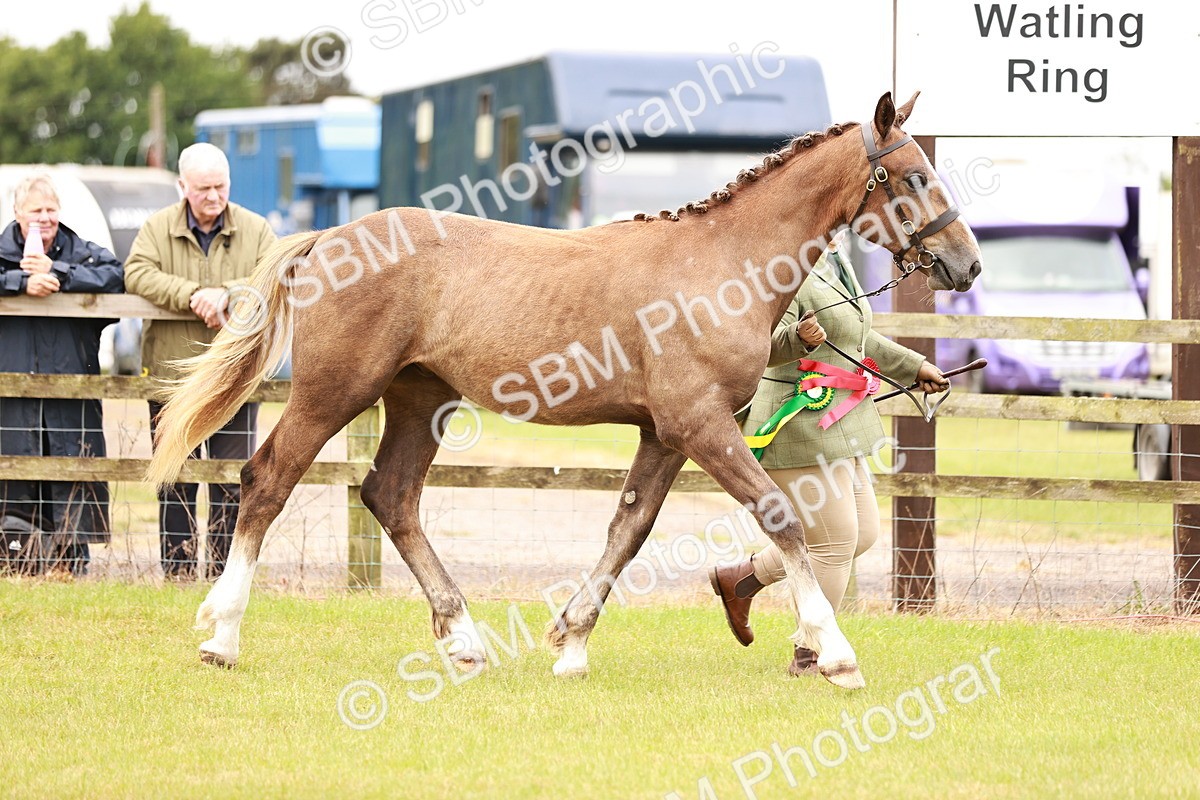 SBM_00828 - Class 26-30 Sport Horse In Hand