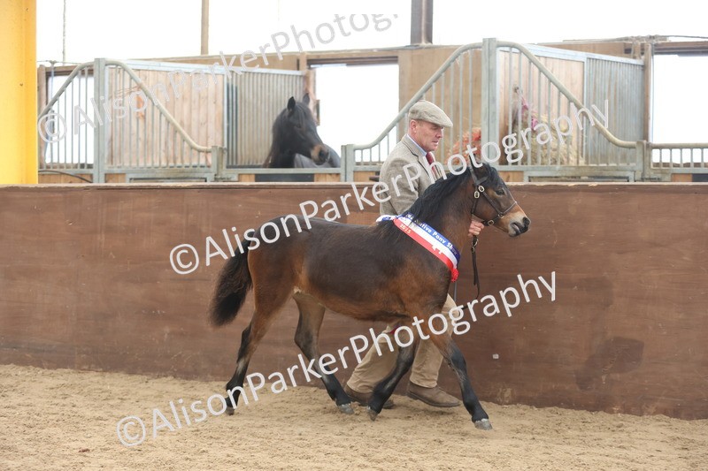 20251109-0721 - Championship