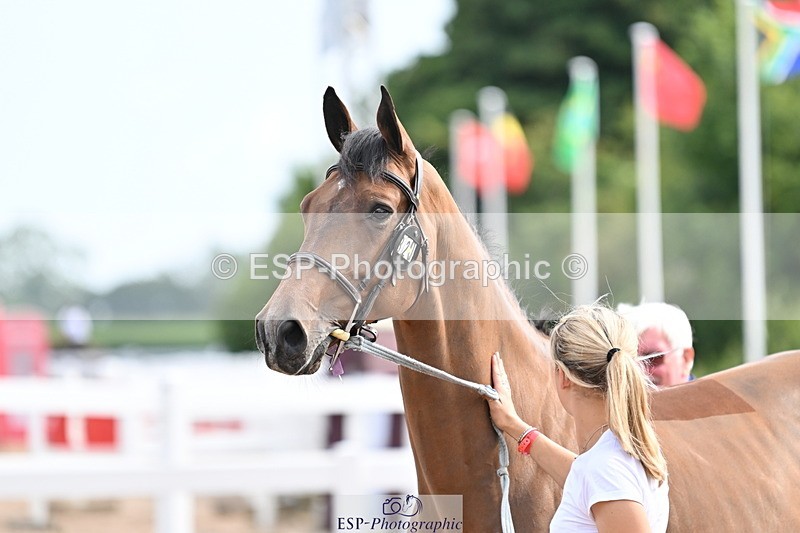 240717A-165610-03553 - Trot Up 4pm to 5pm
