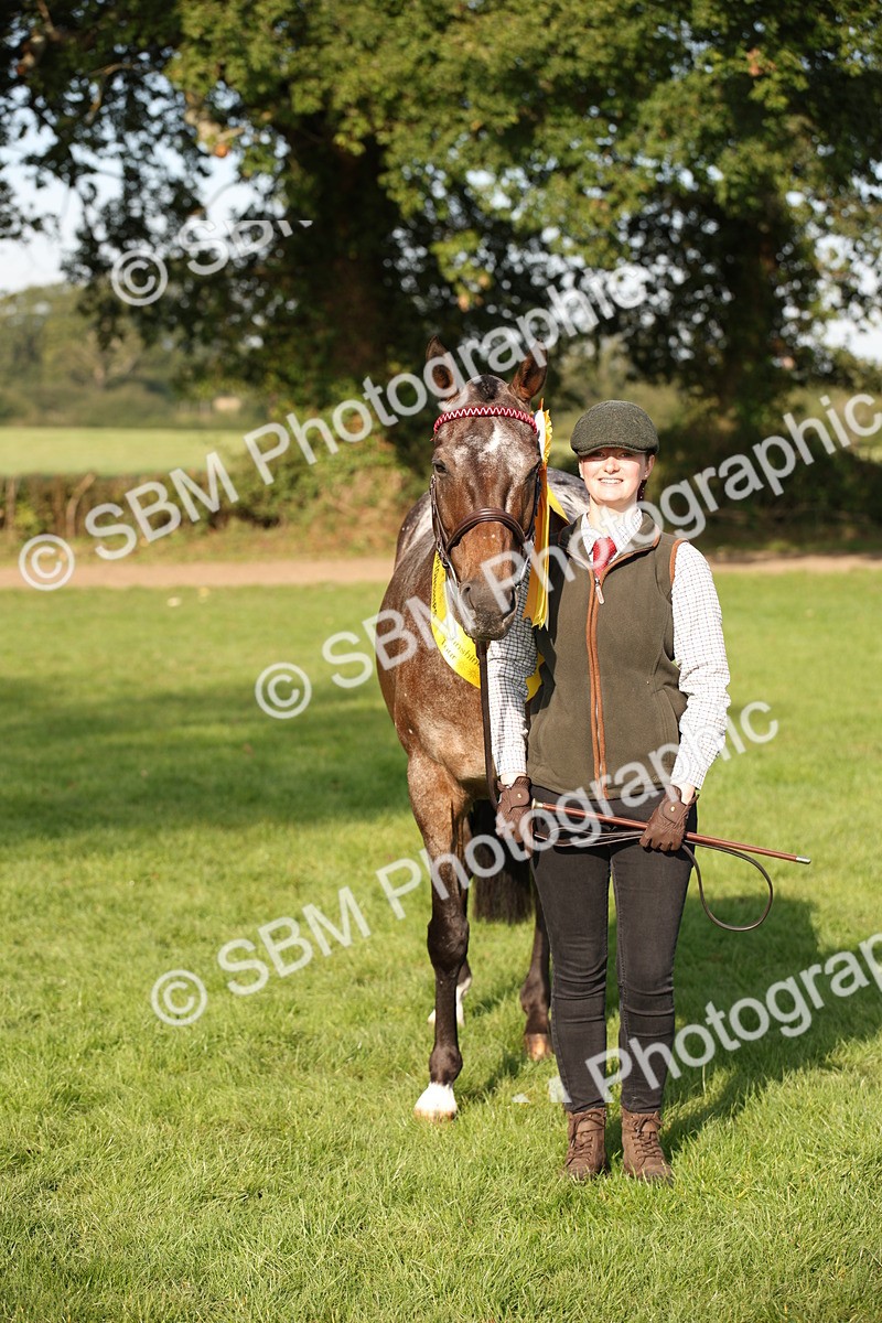 SBM_59395 - S52 - Other Coloured Horse In Hand