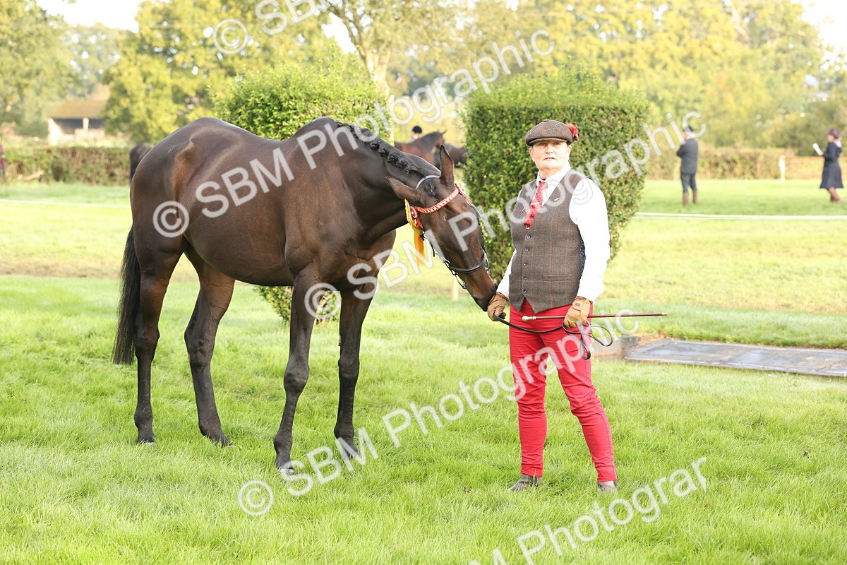 SBM_55020 - S52 - Riding Horse & Hack & thoroughbred In Hand