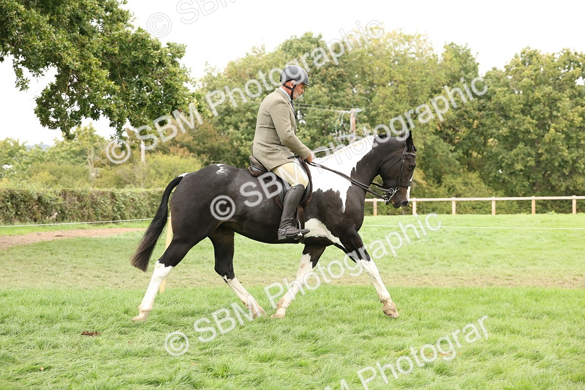 SBM_67213 - S67 - Piebald & Skewbald Horse Ridden