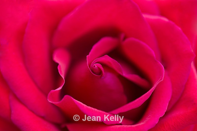 Flower -  0118 - Pink