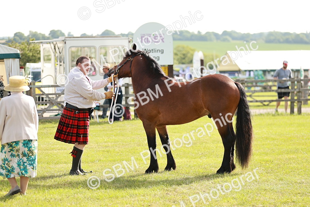 SBM_00707 - Class 14-23 - Mountain & Moorland In Hand Non Welsh