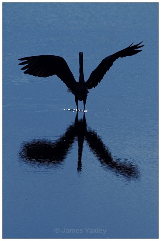Grey Heron on Blue 3 - Creative