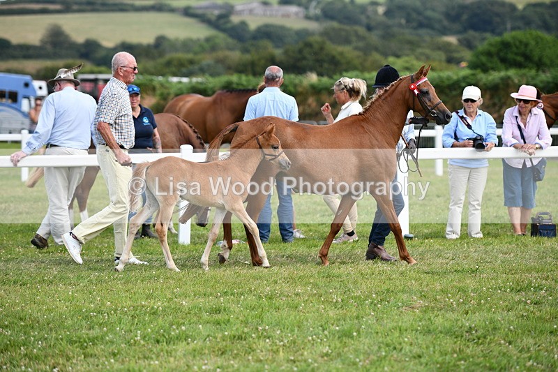 DSC_8427 - Class 69: Pure, Anglo & Part Bred In Hand Arab