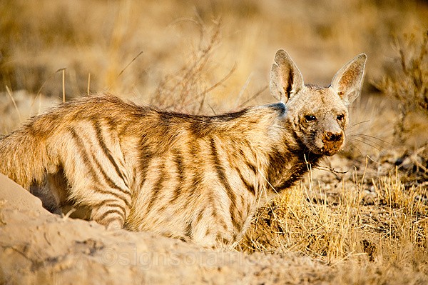 Striped Hyaena, Shaba National Reserve, Kenya