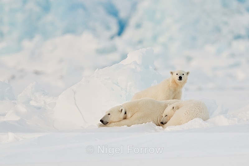 Polar Bear family, Svalbard, Norway - Polar Bear