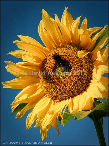 Sunflower - Leica Digilux 2