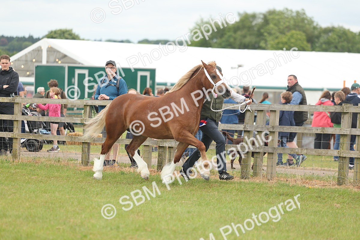 SBM_05009 - Class 50-57 - M&M Welsh Pony In Hand